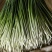 蒜薹，产地直销，质量好，脆，绿，价格实惠，欢迎各位选购。