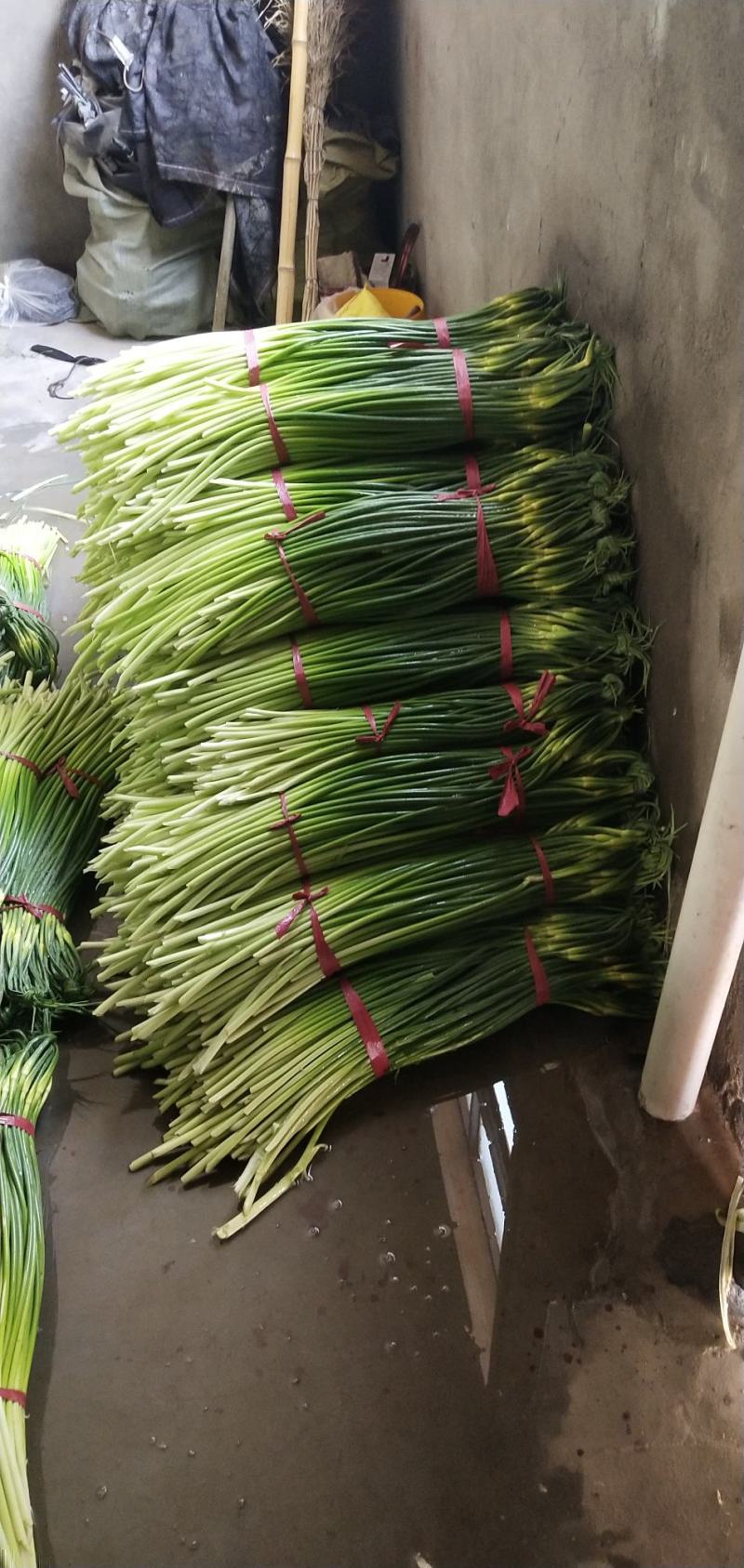 蒜薹，产地直销，质量好，脆，绿，价格实惠，欢迎各位选购。