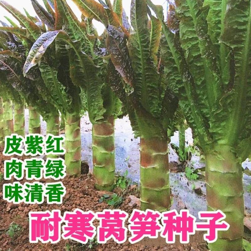 莴笋种子耐寒莴笋种子红尖叶莴笋种子红皮莴笋种子