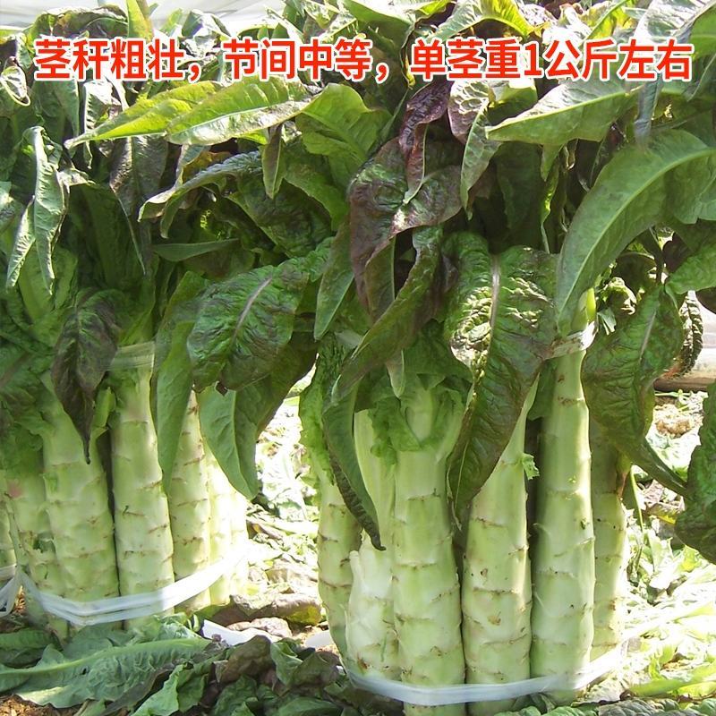 莴笋种子耐寒莴笋种子红尖叶莴笋种子红皮莴笋种子