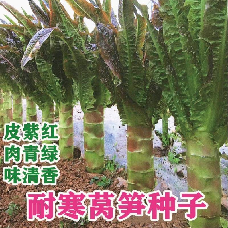 莴笋种子耐寒莴笋种子红尖叶莴笋种子红皮莴笋种子