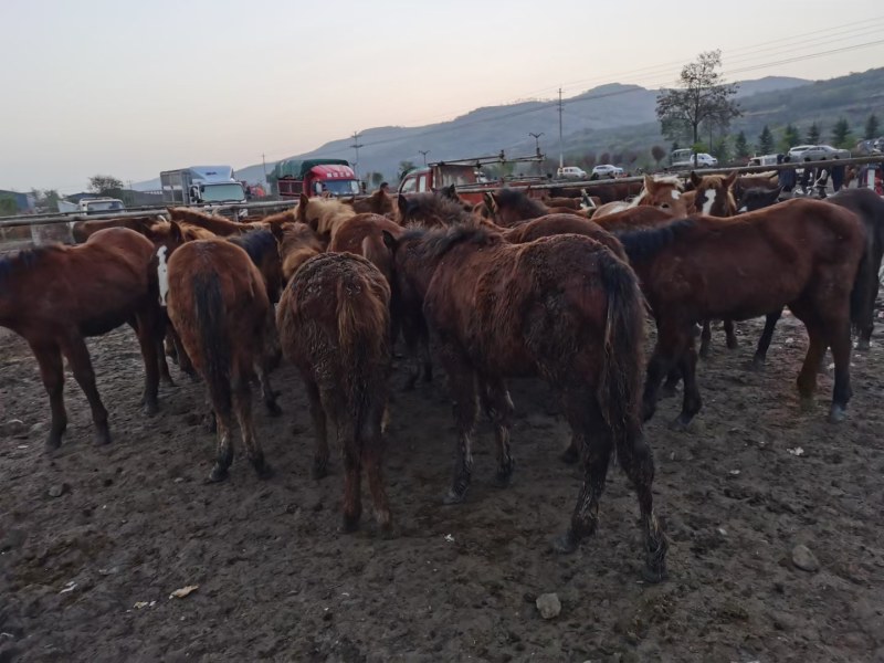 马(主营公母肥马，公母架子马，公母马苗，走马代办业务）