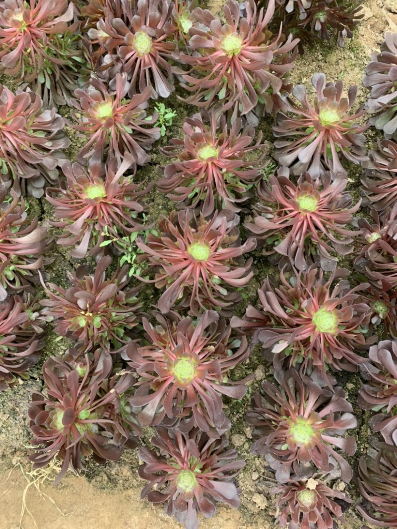 多肉植物法师红铜壶花型周正状态好初见多肉植物法师基地