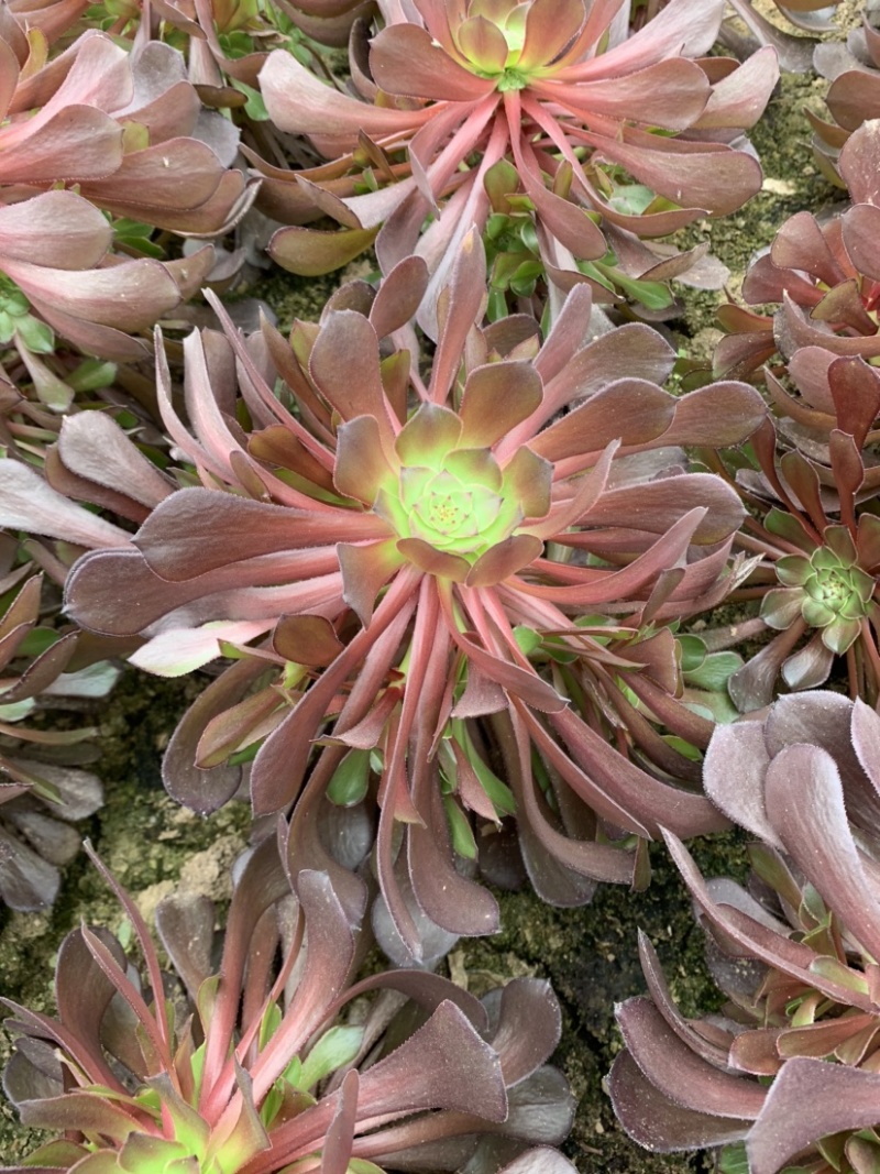 多肉植物法师红铜壶花型周正状态好初见多肉植物法师基地