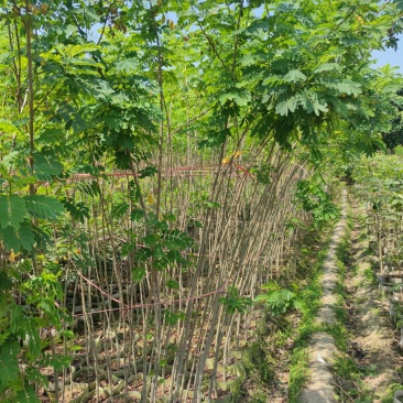 黄槐基地大量供应各种各样规格价格便宜欢迎你的光临