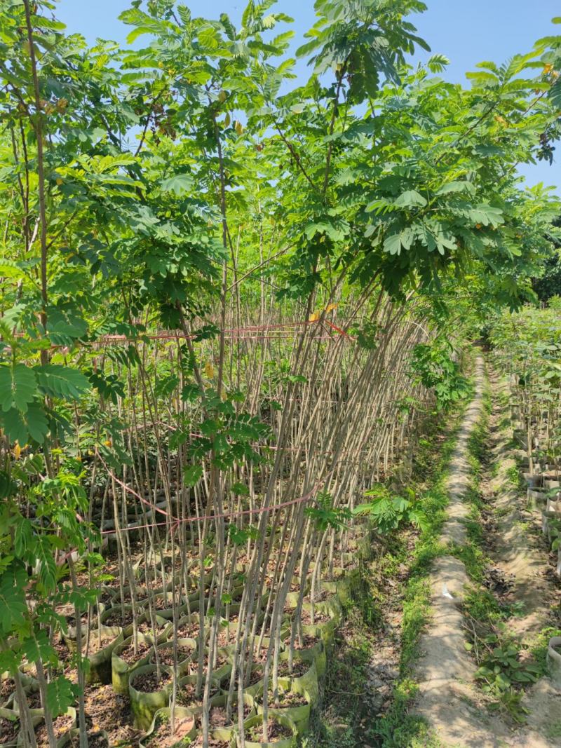 黄槐基地大量供应各种各样规格价格便宜欢迎你的光临