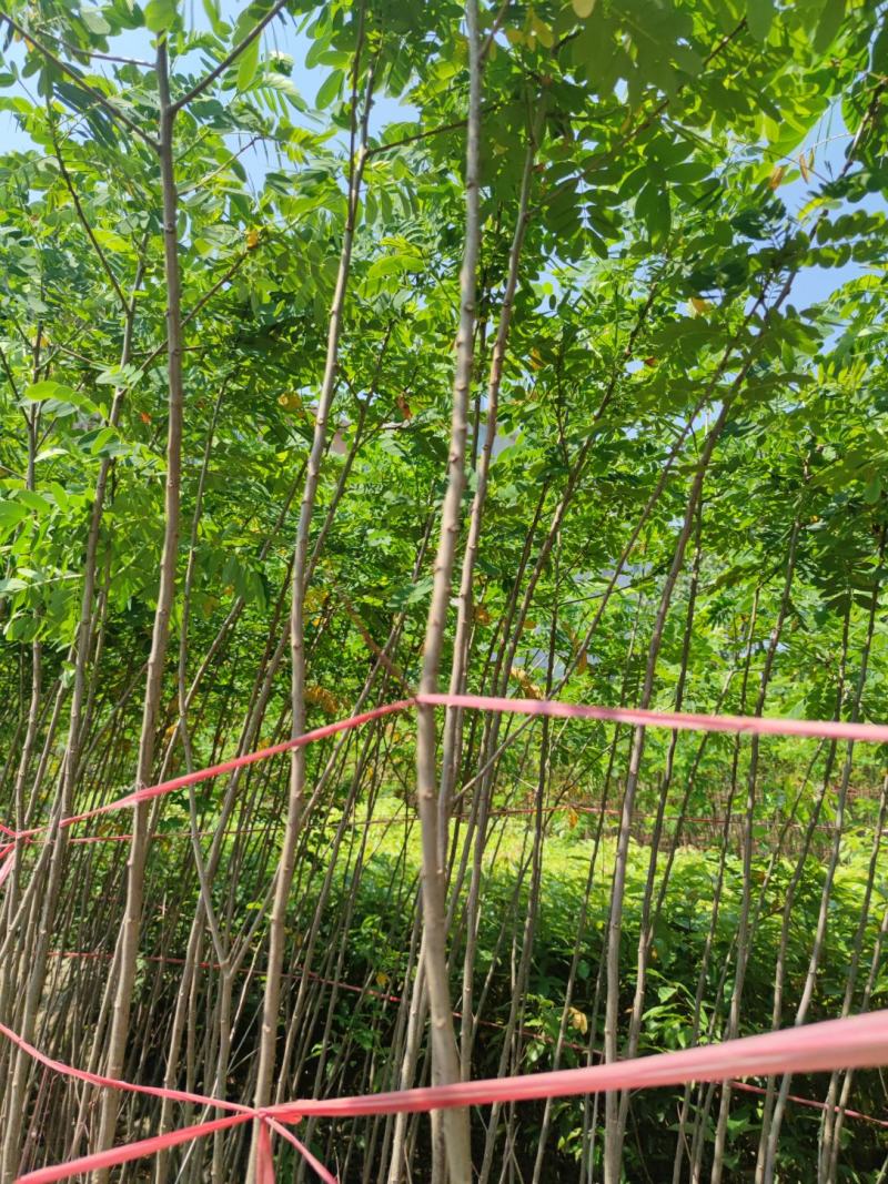 黄槐基地大量供应各种各样规格价格便宜欢迎你的光临