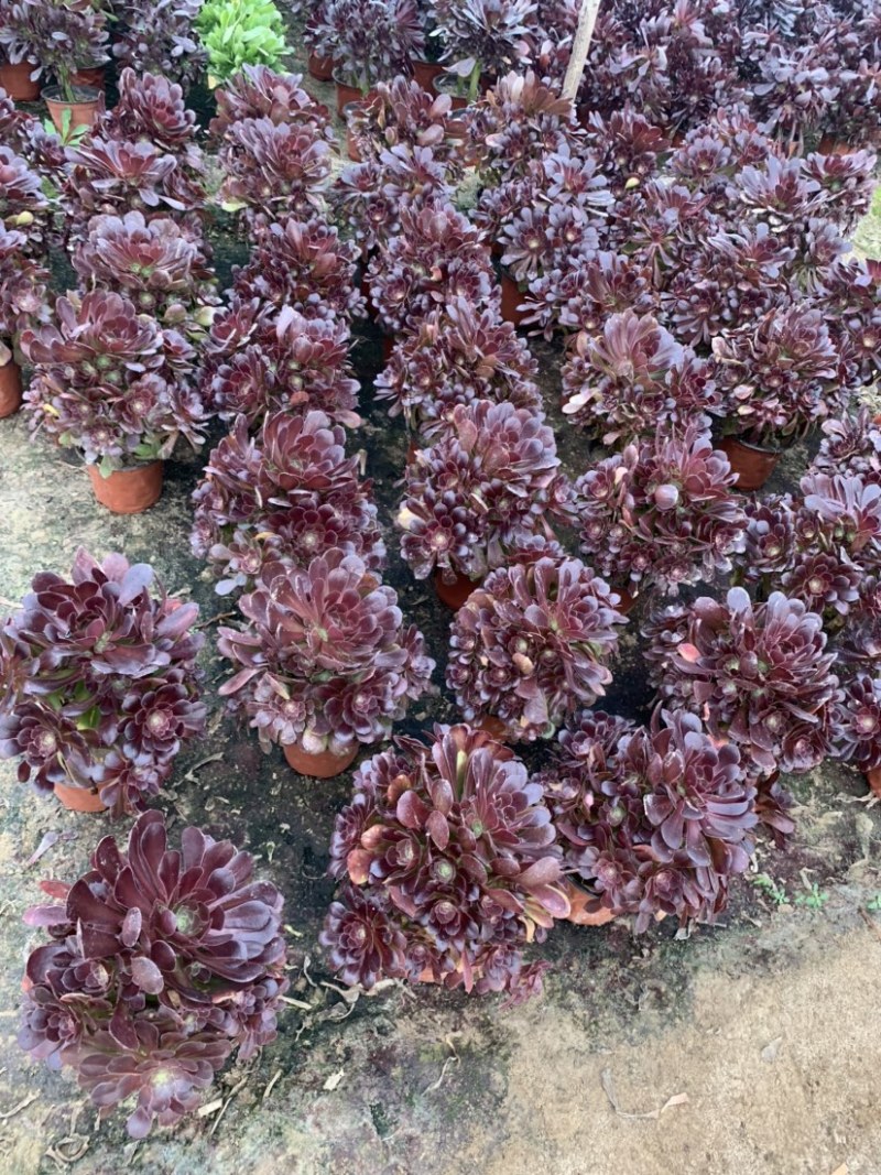 多肉植物法师红铜壶花型周正状态好初见多肉植物法师基地
