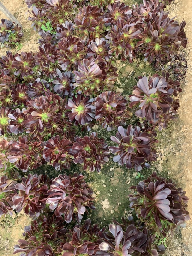多肉植物法师红铜壶花型周正状态好初见多肉植物法师基地