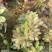 多肉植物法师红铜壶花型周正状态好初见多肉植物法师基地