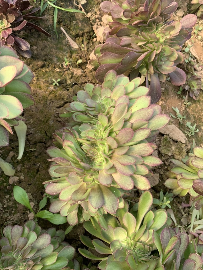 多肉植物法师红铜壶花型周正状态好初见多肉植物法师基地