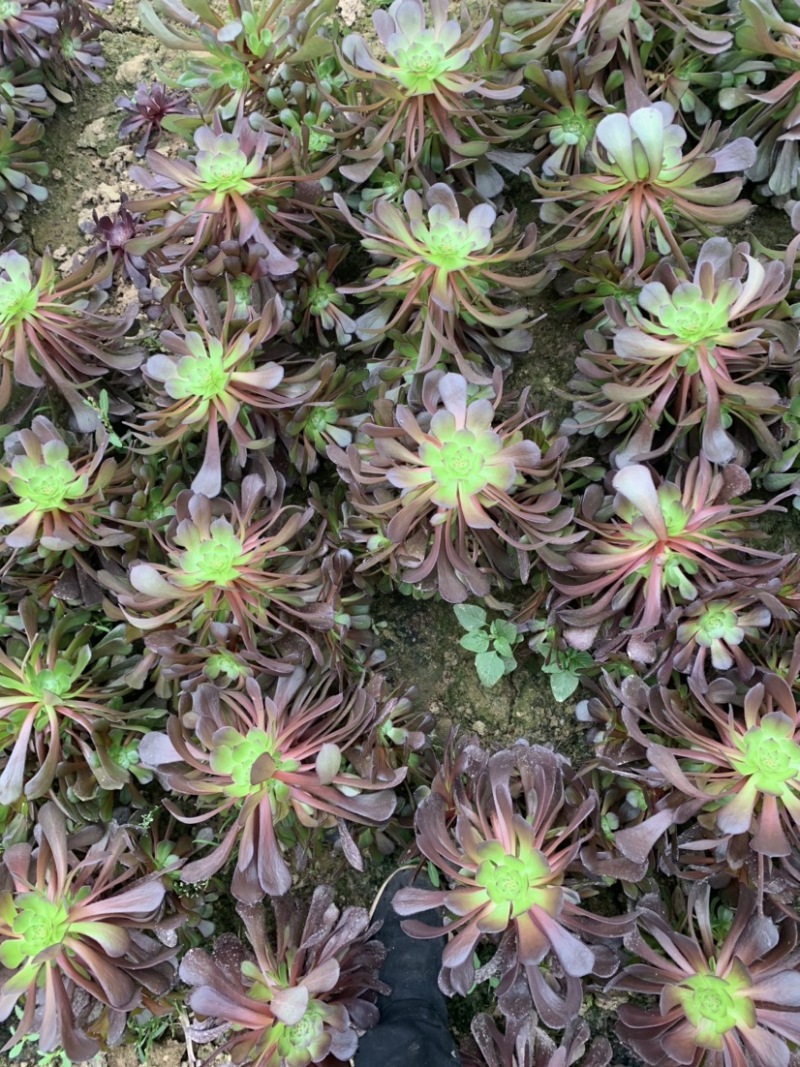 多肉植物法师红铜壶花型周正状态好初见多肉植物法师基地