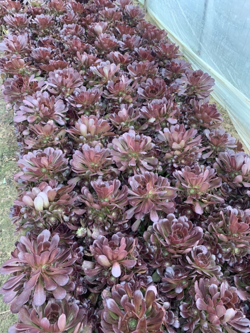 多肉植物法师红铜壶花型周正状态好初见多肉植物法师基地