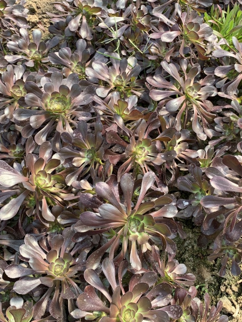 多肉植物法师红铜壶花型周正状态好初见多肉植物法师基地