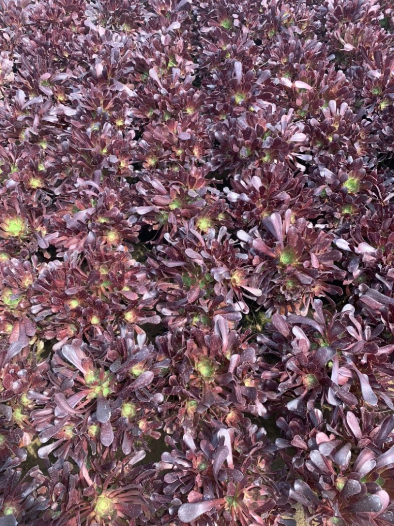 多肉植物法师红铜壶花型周正状态好初见多肉植物法师基地