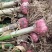【牛商推荐】中牟红皮大蒜大量上市中诚信报价