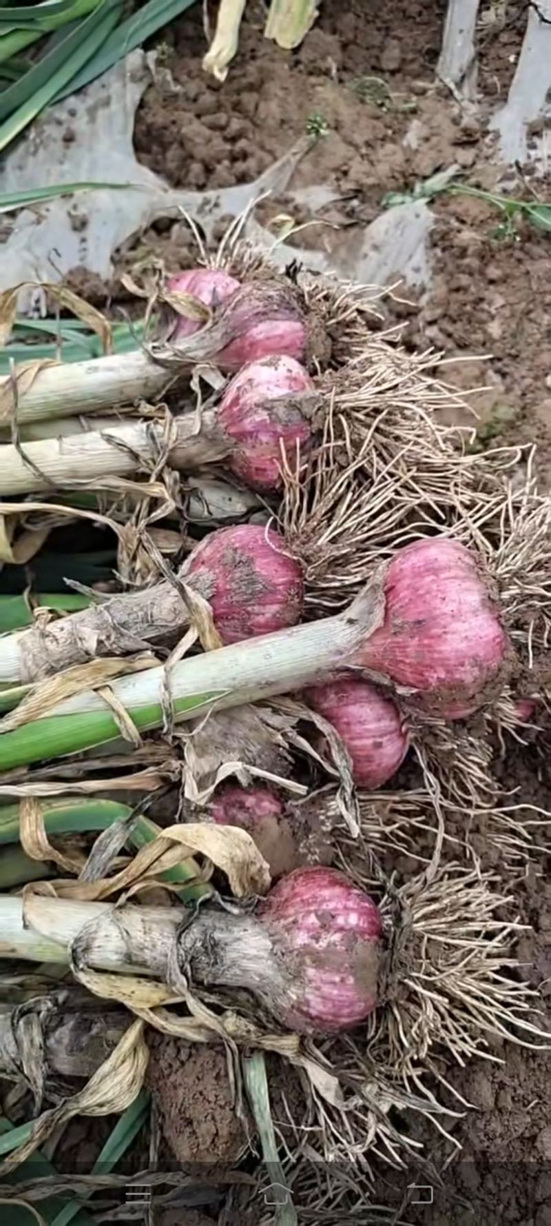 【牛商推荐】中牟红皮大蒜大量上市中诚信报价