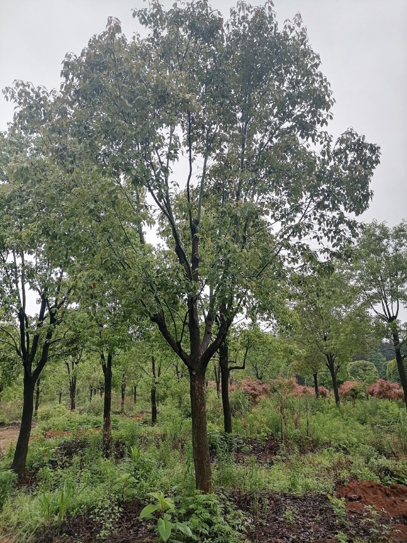 香樟树，15-40公分的单杠丛生长期供应，树型好，包上车
