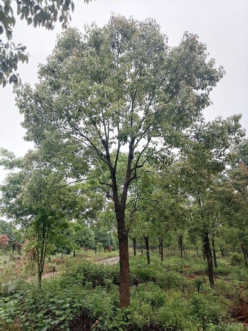 香樟树，15-40公分的单杠丛生长期供应，树型好，包上车