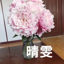 芍药鲜切花白色粉色红色国内品种荷兰品种