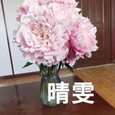芍药鲜切花白色粉色红色国内品种荷兰品种
