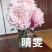 芍药鲜切花白色粉色红色国内品种荷兰品种