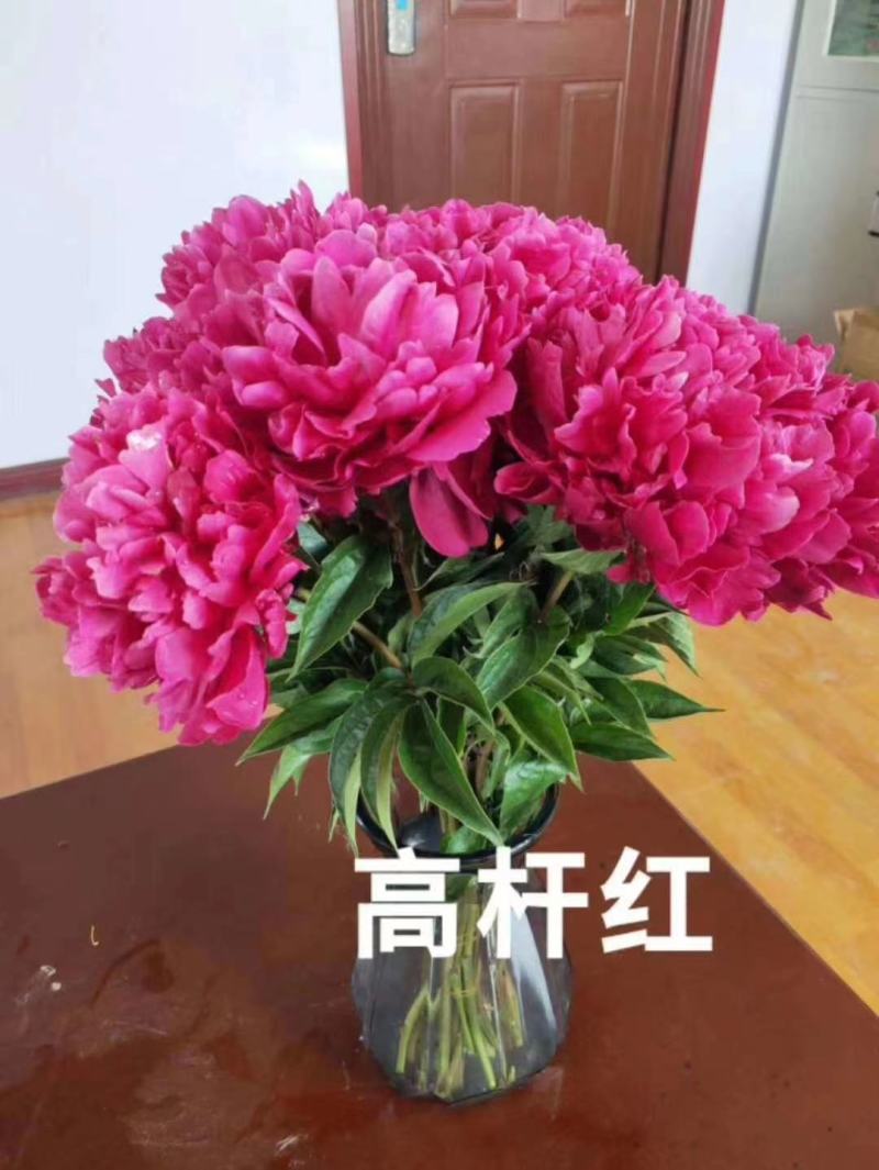 芍药鲜切花白色粉色红色国内品种荷兰品种