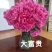 芍药鲜切花白色粉色红色国内品种荷兰品种
