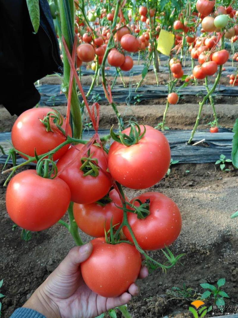山东潍坊寿光早春大果石头番茄种子硬粉西红柿种子抗病毒低温