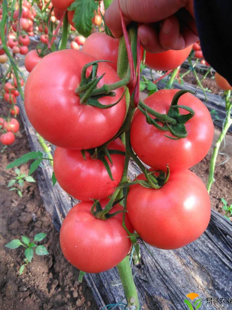 山东潍坊寿光早春大果石头番茄种子硬粉西红柿种子抗病毒低温