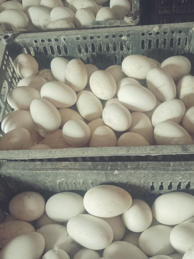 大量批发鹅蛋，粉皮鸡蛋