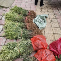 罗汉松小苗