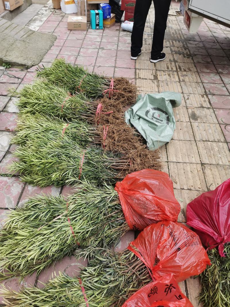 罗汉松小苗