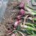 开封早熟紫皮蒜（四六瓣）鲜蒜、苗蒜、把子蒜0.26元头