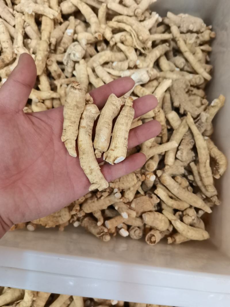 精品西洋参短枝短粒头价格优惠售完即止足干货
