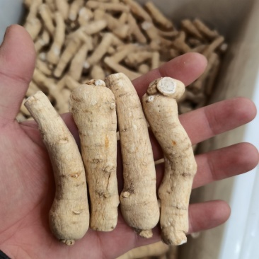 精品西洋参短枝短粒头价格优惠售完即止足干货