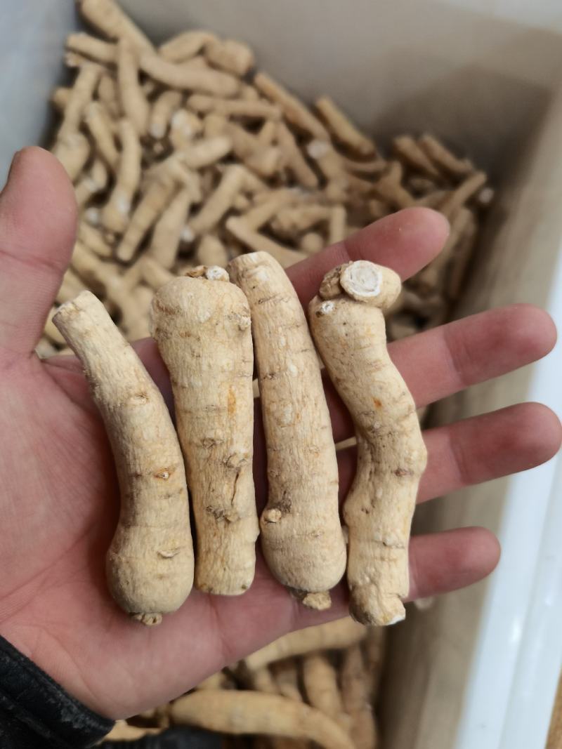 精品西洋参短枝短粒头价格优惠售完即止足干货