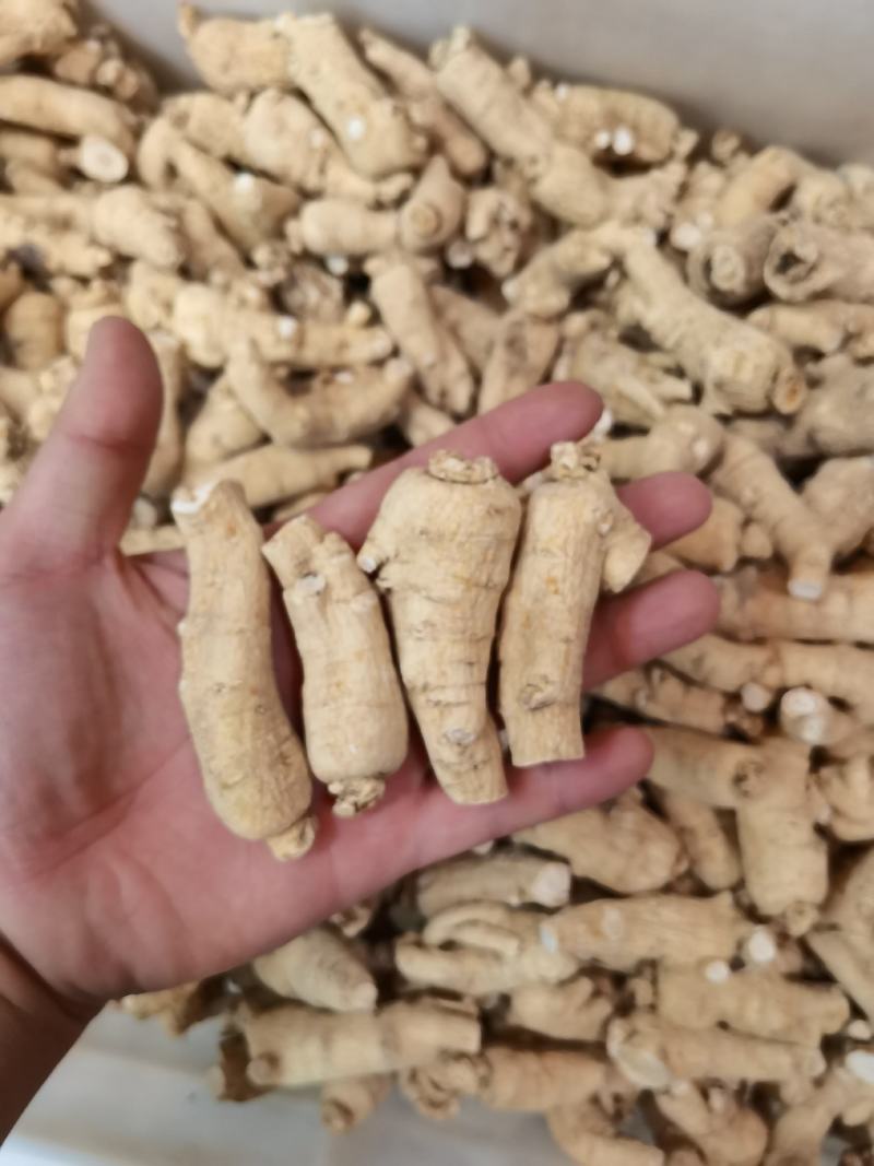 精品西洋参短枝短粒头价格优惠售完即止足干货
