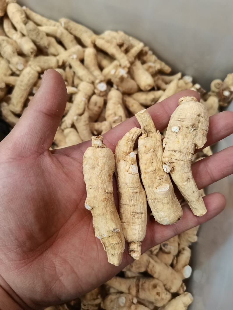 精品西洋参短枝短粒头价格优惠售完即止足干货