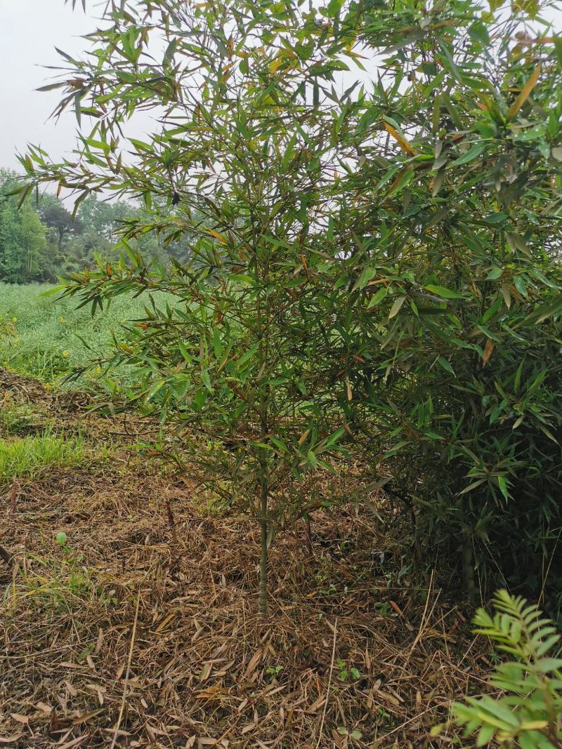 罗汉竹