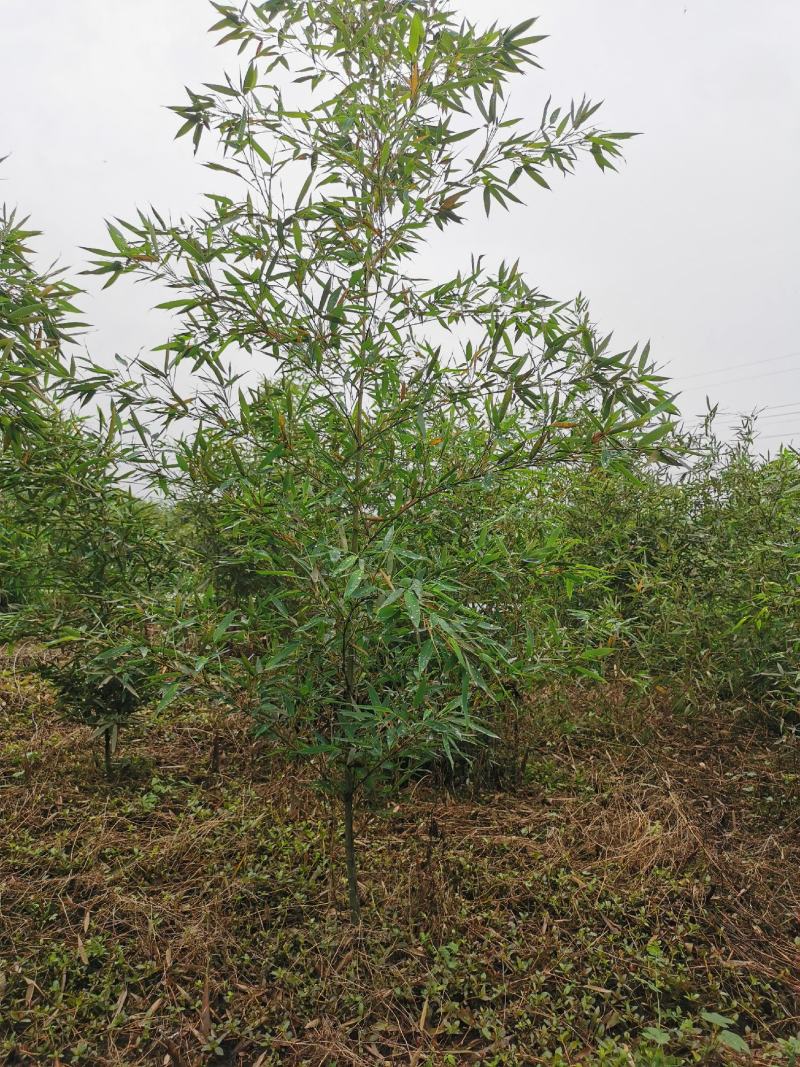 罗汉竹
