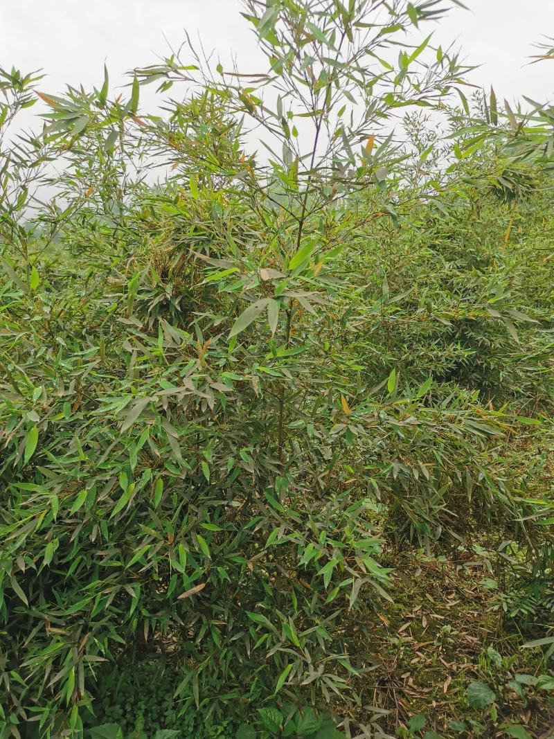 罗汉竹