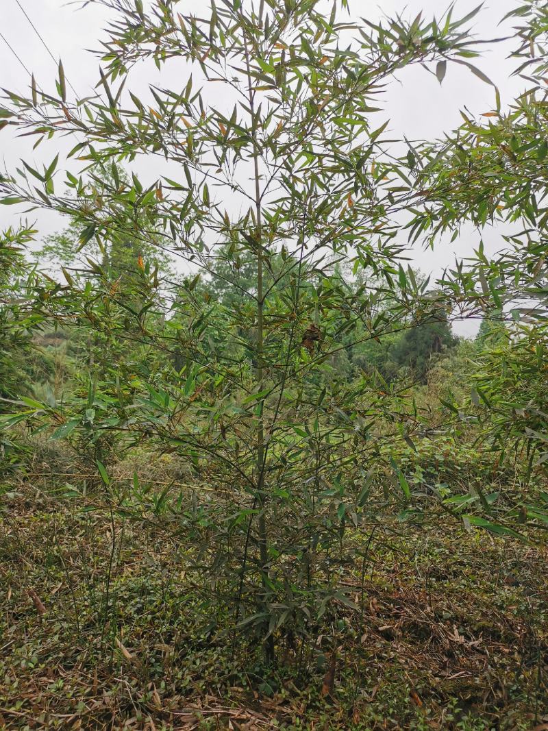 罗汉竹