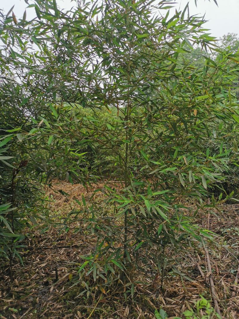 罗汉竹