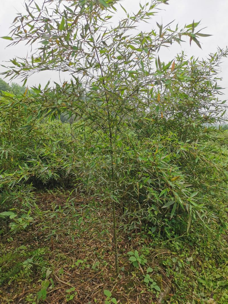 罗汉竹