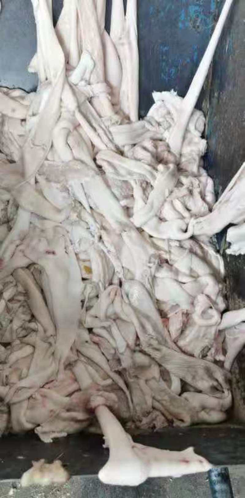 【肚腩皮】手续齐全，品质保证，价格便宜要的联系