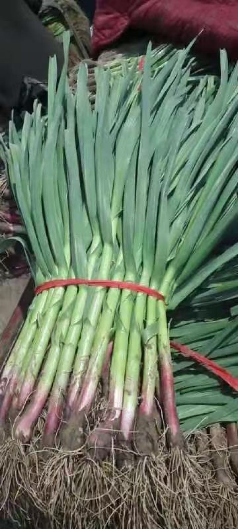 优质红根蒜苗40~45cm大量上市，根红叶绿，价格便宜