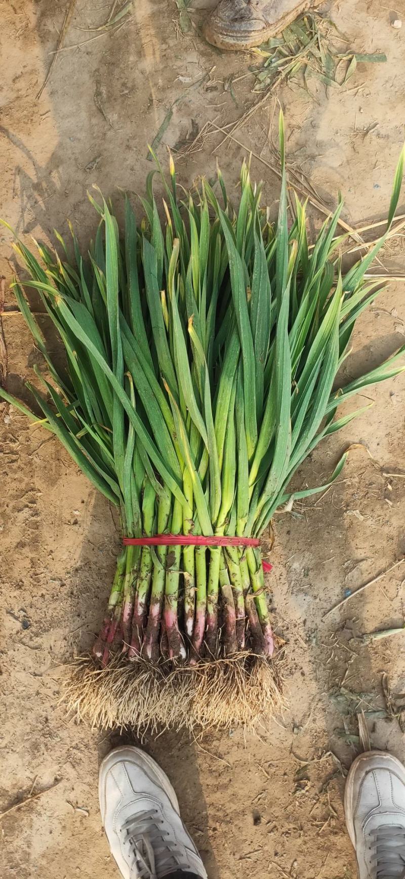 优质红根蒜苗40~45cm大量上市，根红叶绿，价格便宜