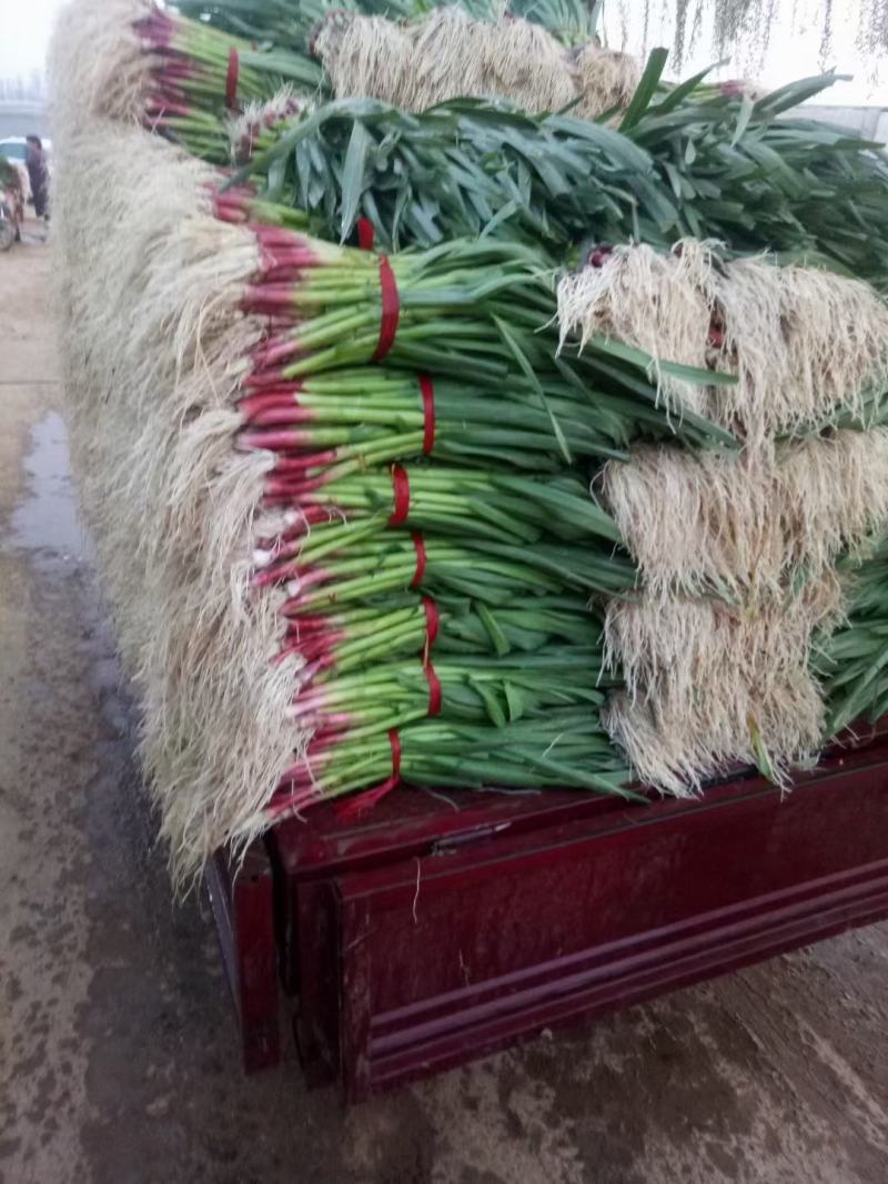 优质红根蒜苗40~45cm大量上市，根红叶绿，价格便宜