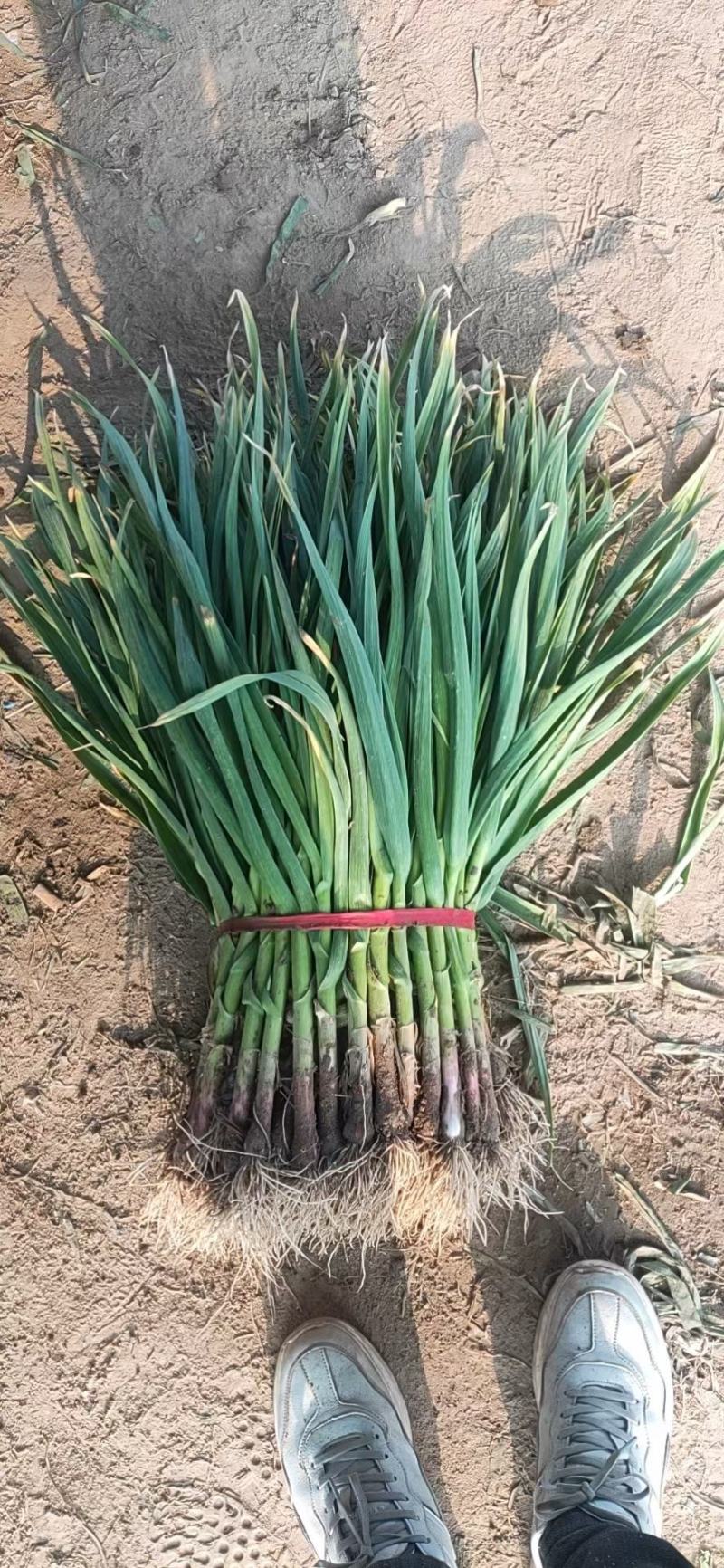 优质红根蒜苗40~45cm大量上市，根红叶绿，价格便宜